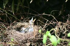 Amsel-3-Tag-1.jpg